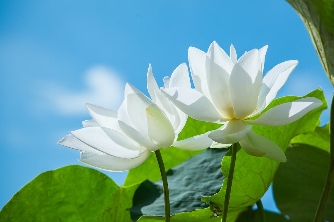 White Lotus Flower on the Background of a Blue Sky 