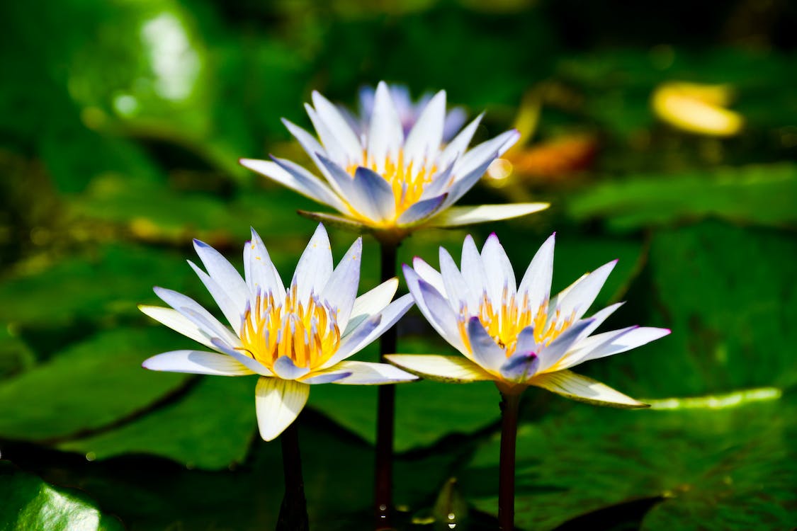 Close-up of White Lotus Flowers