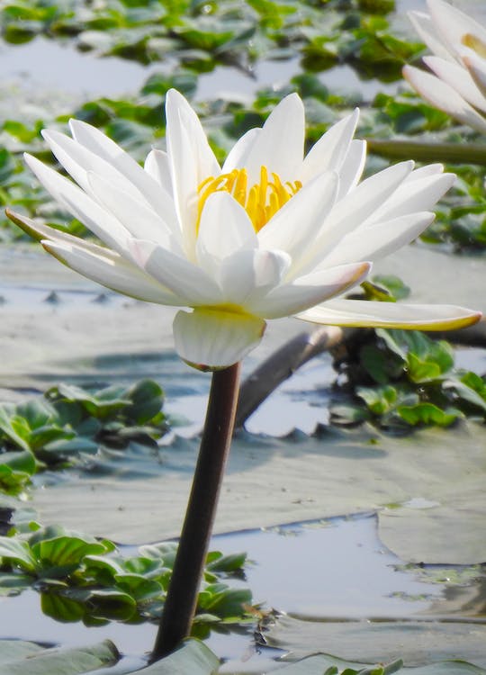 A White Lotus Flower Bloom