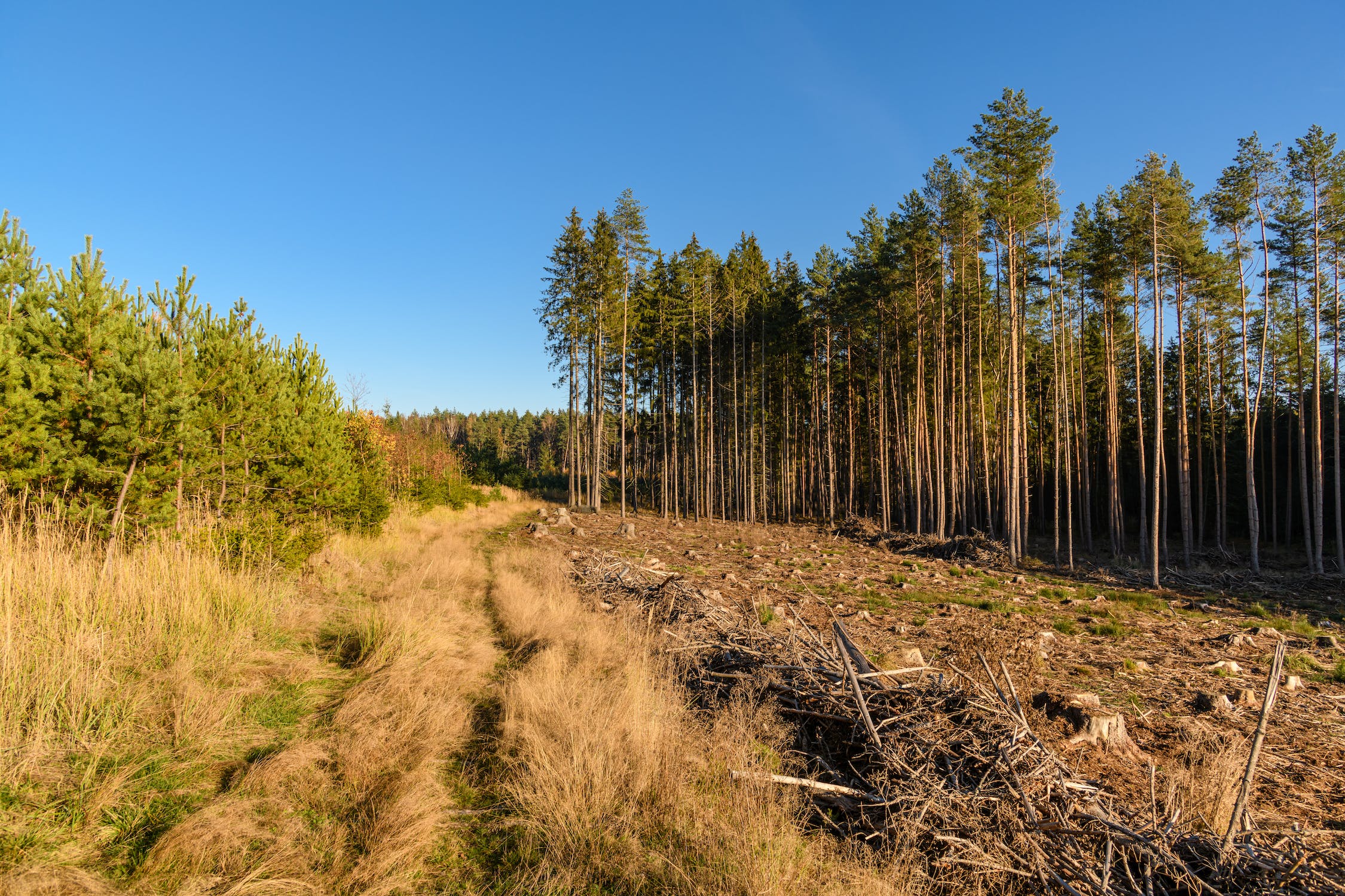 Bare Patch in a Pine Forest after Timber Cutting