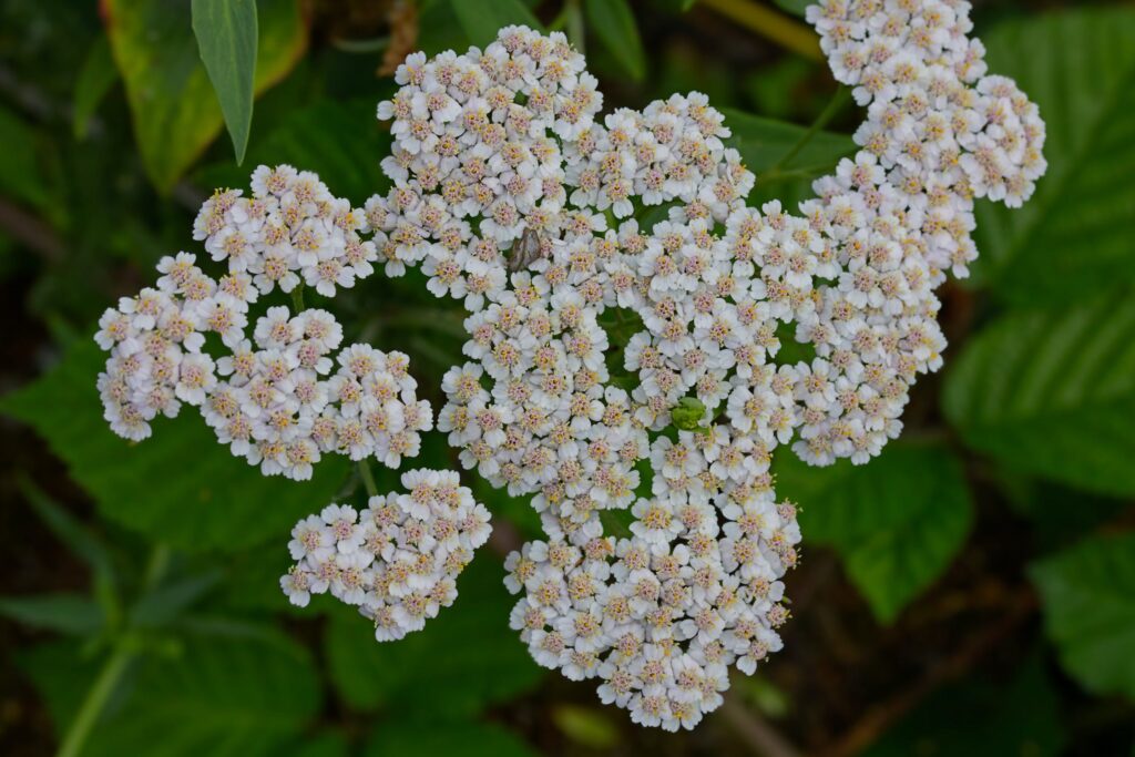 A Close-Up Shot of Yarrow Flowers in Bloom