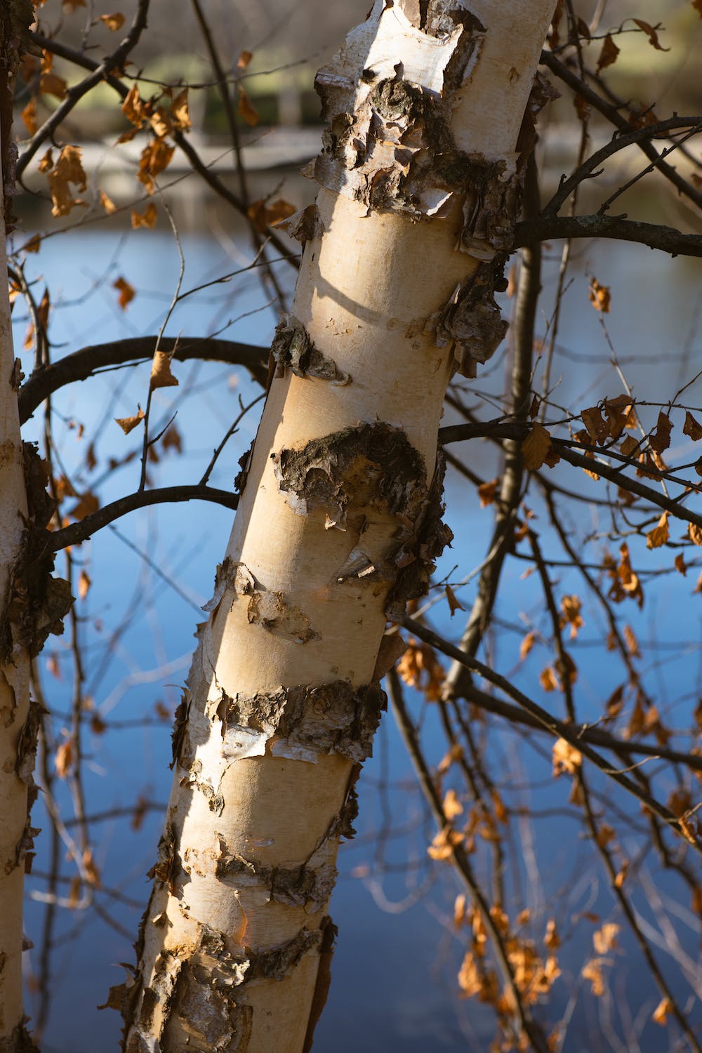 Birch tree against lake in nature
