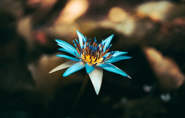 Close-up of a Blue Lotus
