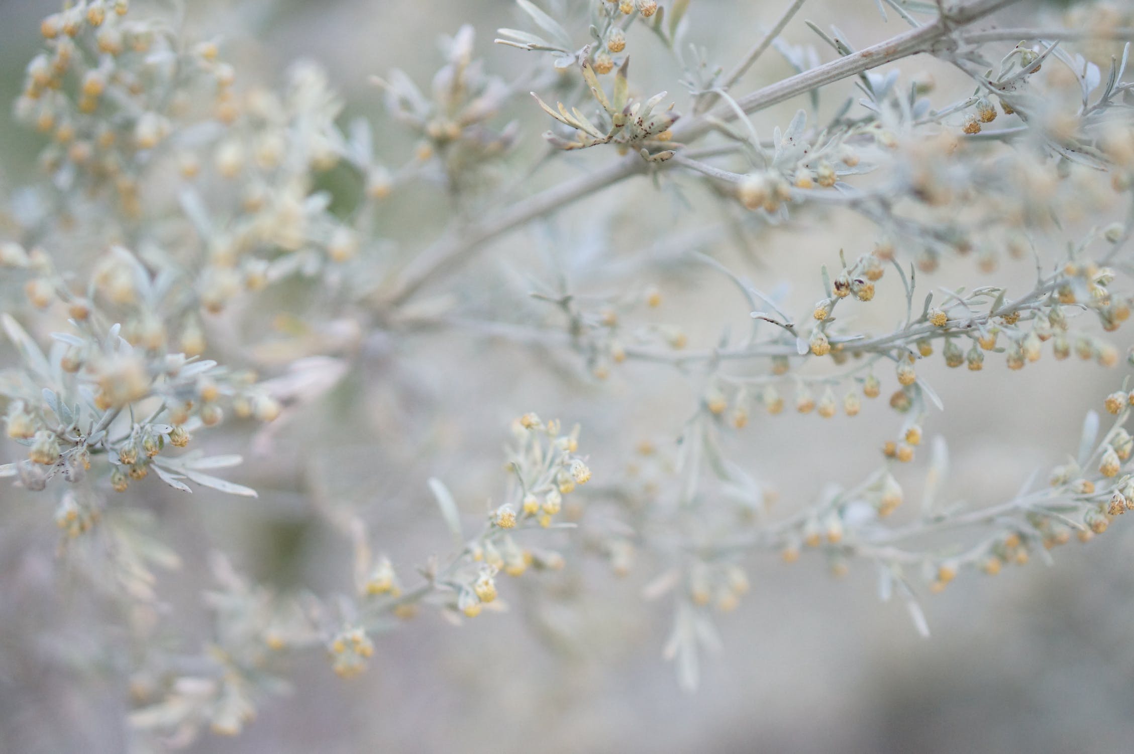 Common Wormwood Plant in Close-Up Photography 