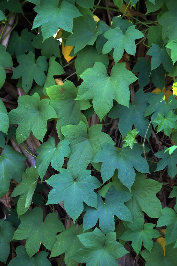 Photo of Ivy Leaves