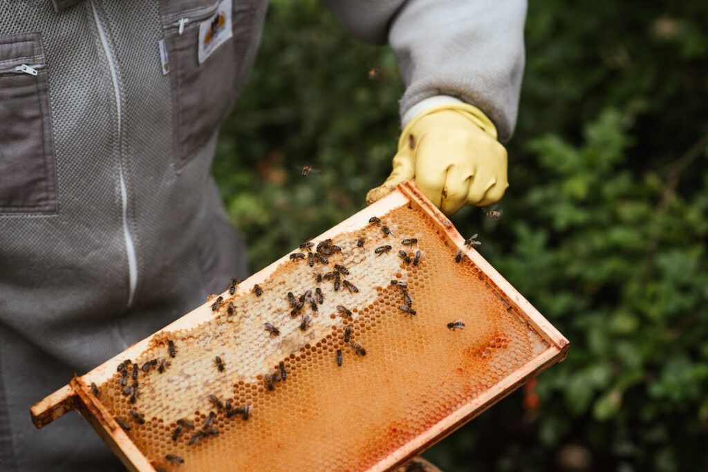 Crop beekeeper holding honeycomb in yard